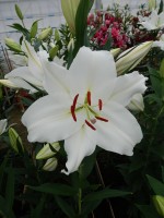 [5294 Anny Friesinger No01.JPG]